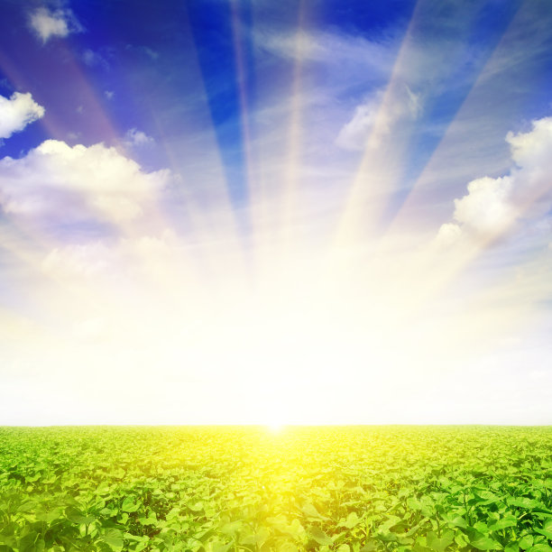 向日葵田和美丽的日出图片下载