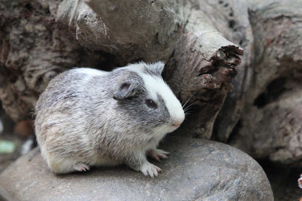 豚鼠图片下载