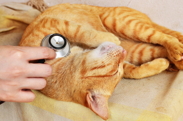 猫在兽医图片下载