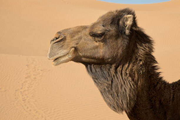 摩洛哥撒哈拉的一只骆驼的侧面肖像图片下载
