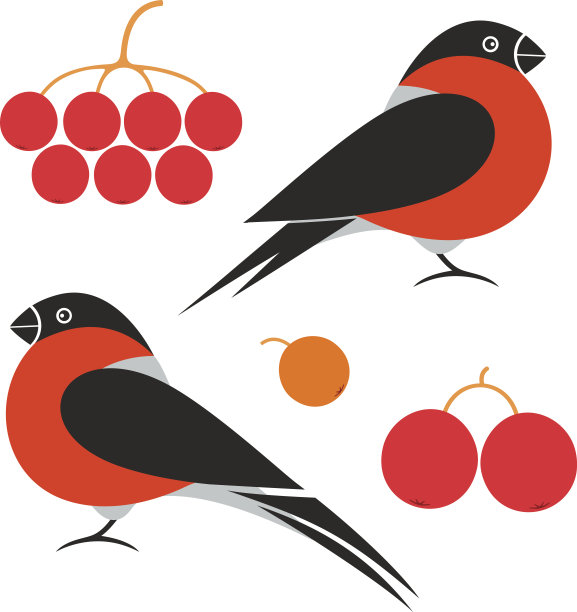 红腹灰雀图片下载