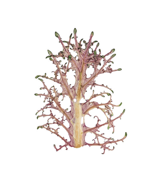 压干卷心菜叶作装饰用图片下载