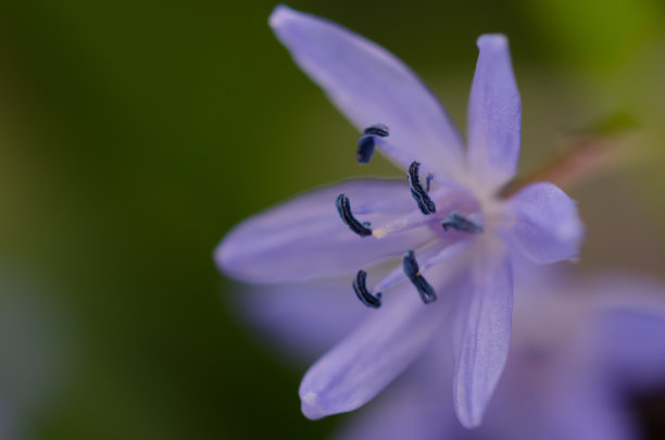 野风信子图片下载