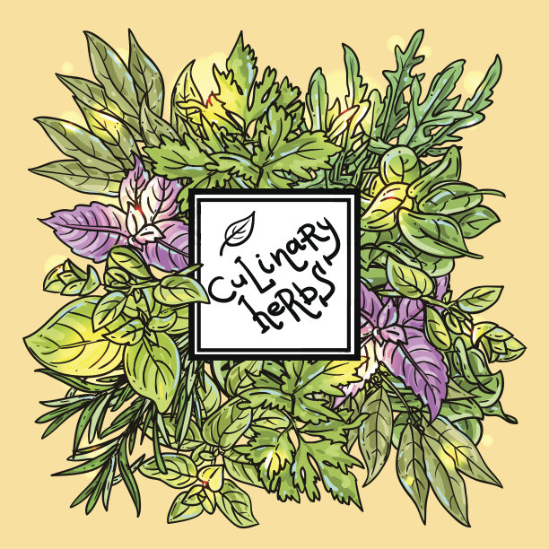 香草和香料图片下载