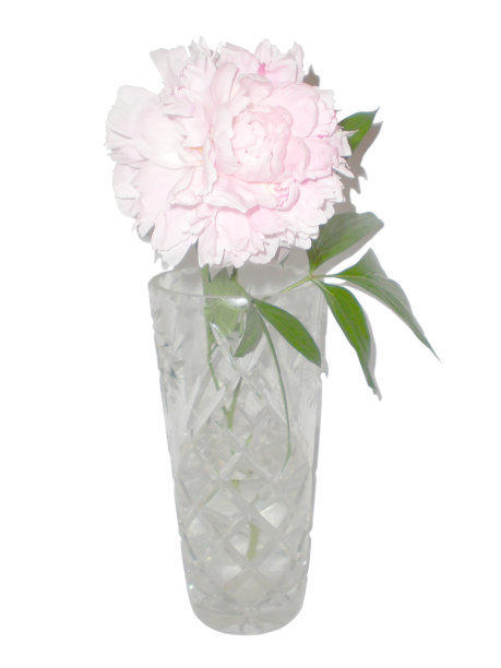 花白粉红牡丹花瓶生活，孤立在白色背景，莫斯科地区图片下载