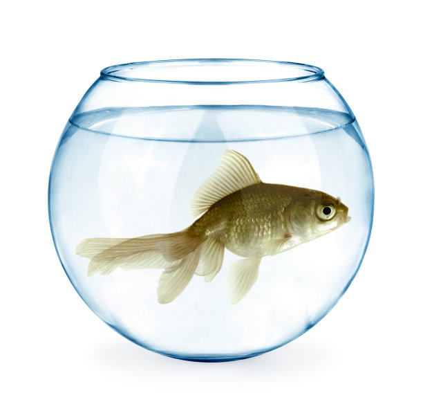 金鱼在水族馆图片下载