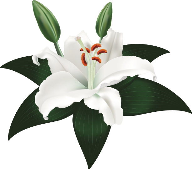带叶的白色百合图片下载