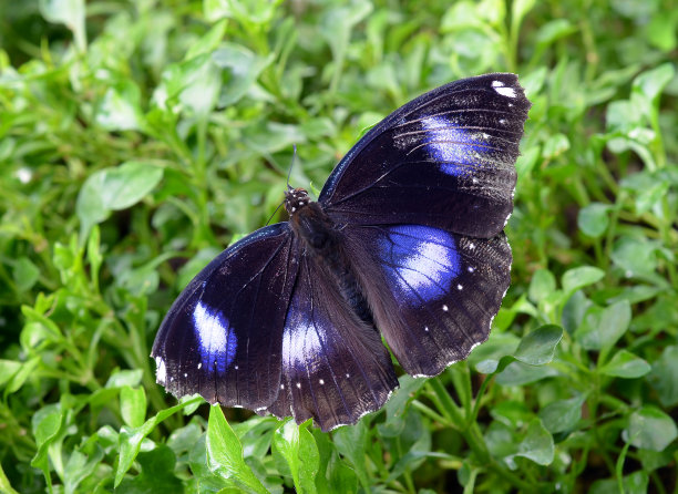 黑蝴蝶图片下载