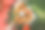 新娘花束图片下载