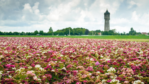 五颜六色的花在雨天图片下载