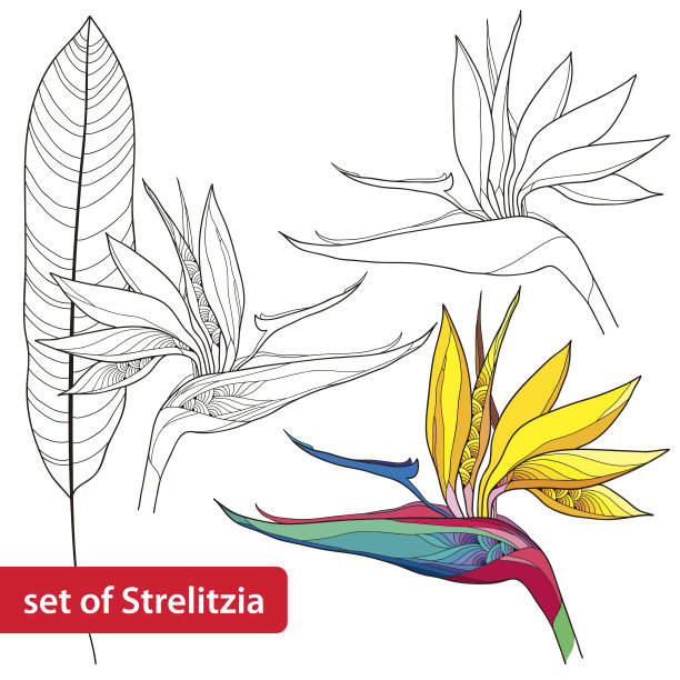 孤立在白色上的天堂鸟图片下载