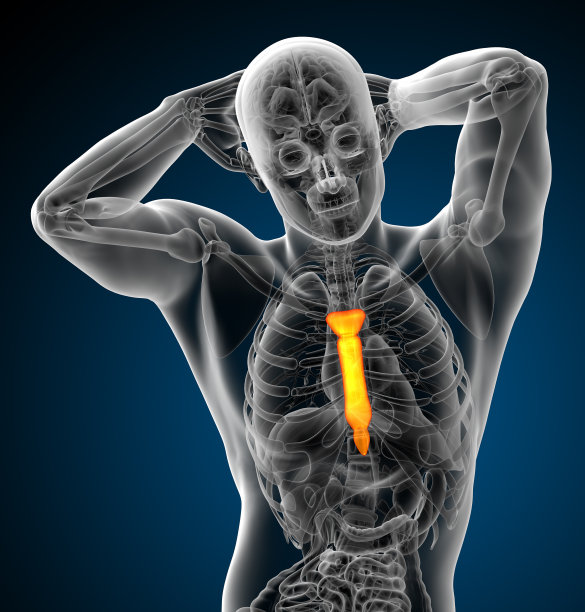 3d渲染医学插图胸骨图片下载