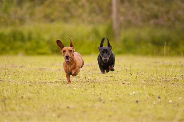 迷你光滑毛腊肠犬图片下载