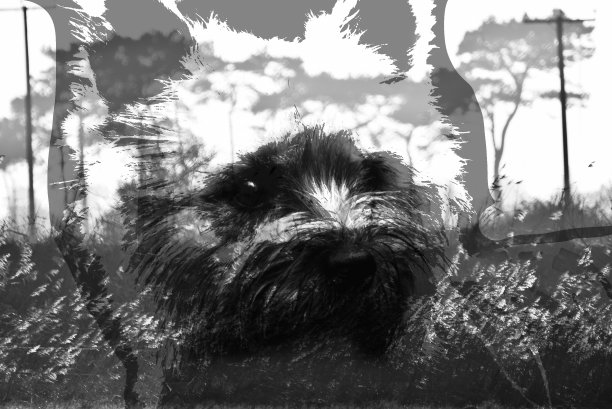 多次曝光一只狗盯着森林图片下载