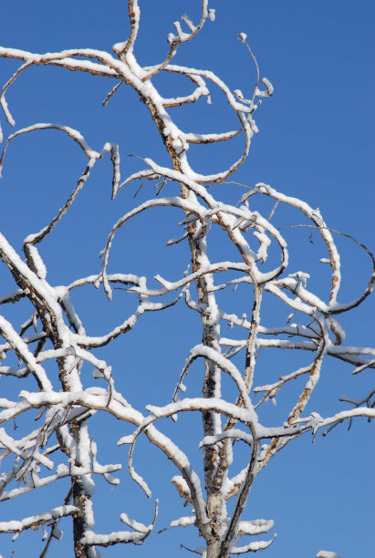 雪在树枝上图片下载