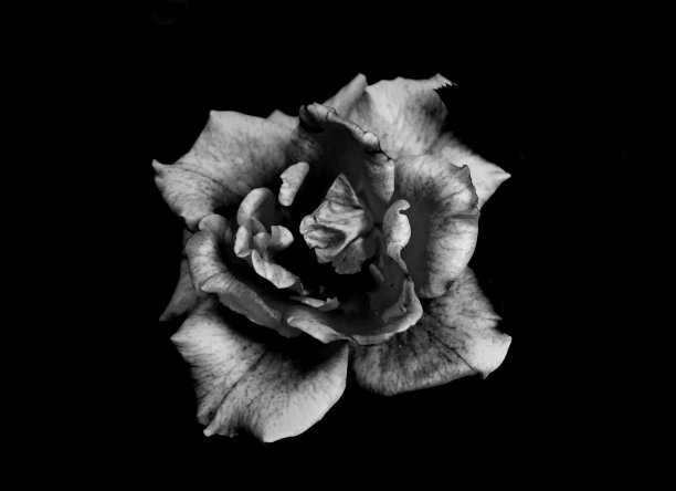 玫瑰黑与白图片下载