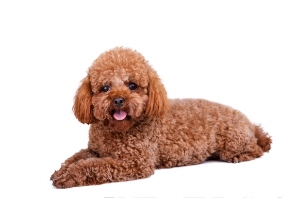 可爱的狗图片下载