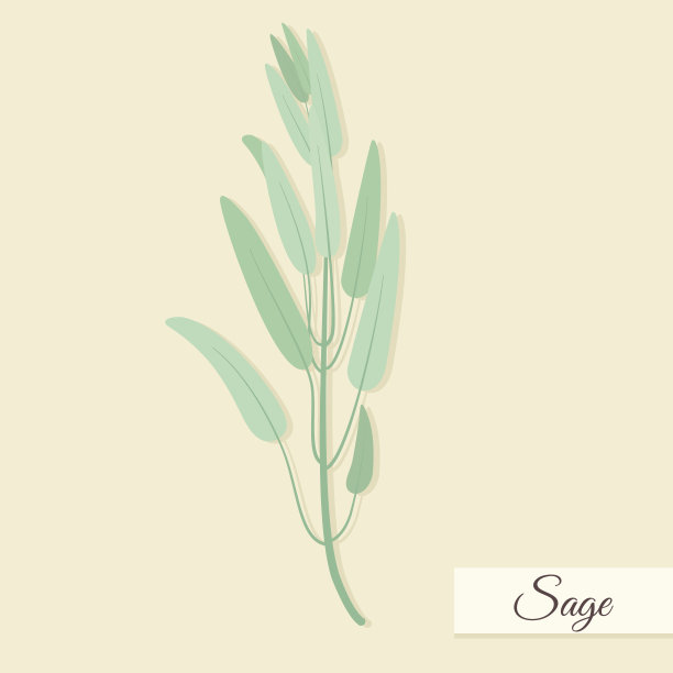 香草烹饪。Sage束矢量图图片下载