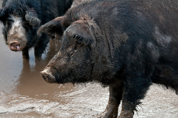两个黑猪图片下载