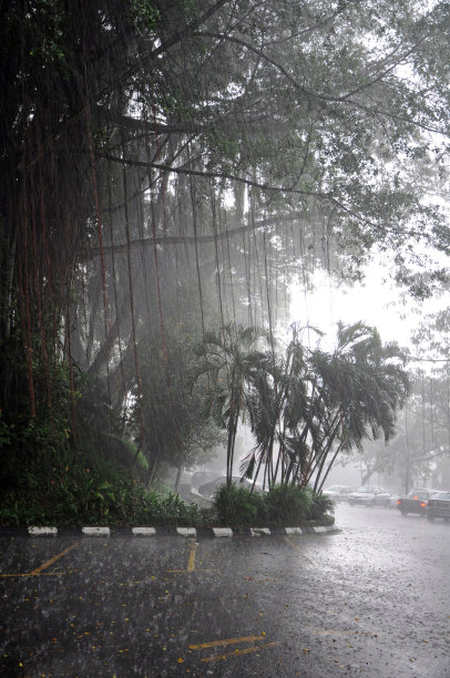 雨中的热带树木图片下载