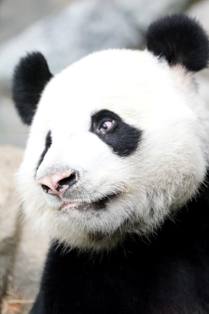 大熊猫图片下载