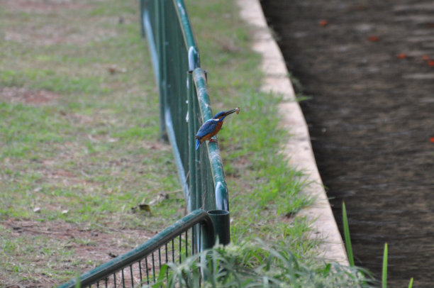 普通翠鸟图片下载