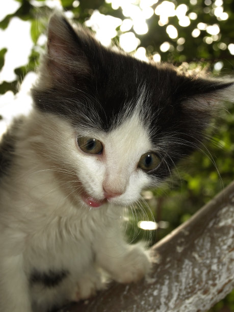 树上的小猫图片下载