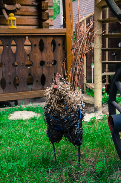 母鸡从稻草图片下载