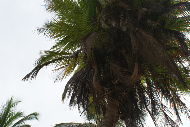 椰子树枝图片下载