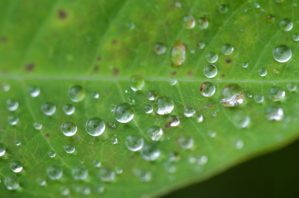 绿色的叶子图片下载