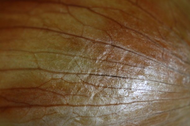 洋葱皮图片下载