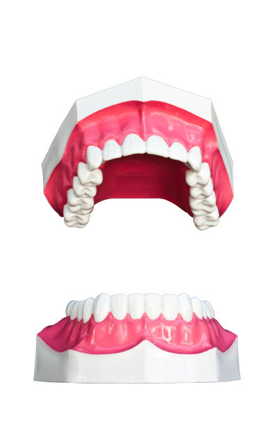 牙齿模型。图片下载