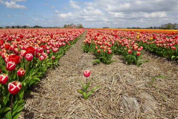花田和郁金香旁边图片下载