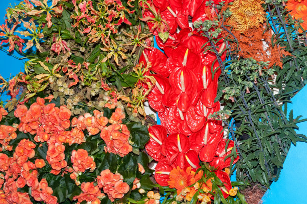 五颜六色的红掌和小苍兰在蓝色图片下载