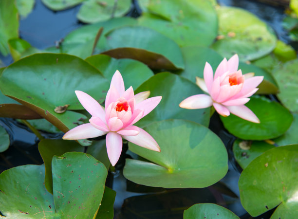 充满活力的粉色荷花图片下载