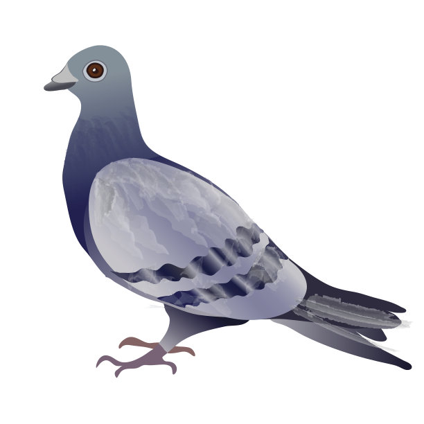 鸽子或鸽子图片下载