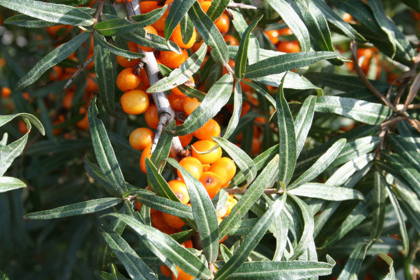 Havtorn水果图片下载