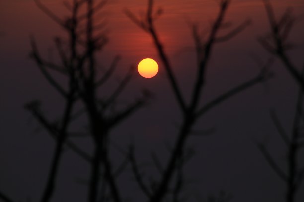 夕阳下一棵树的剪影图片下载