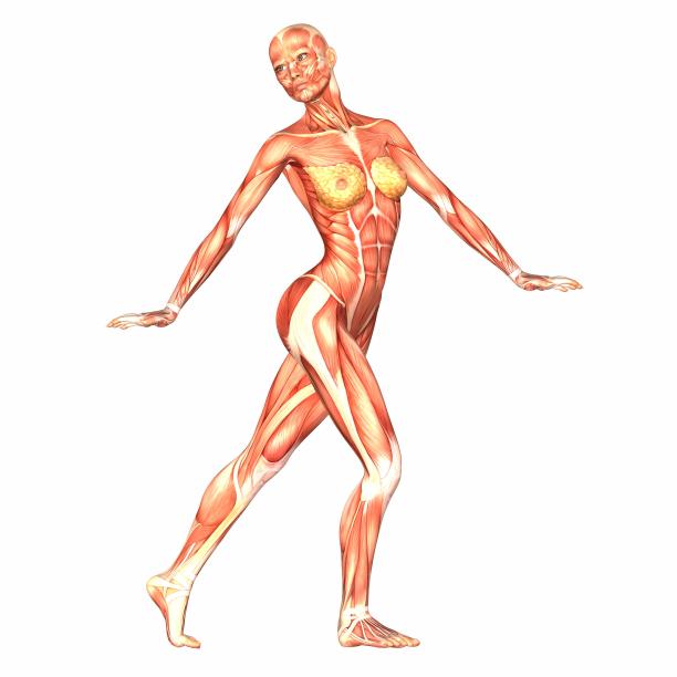 女性身体解剖的图解图片下载