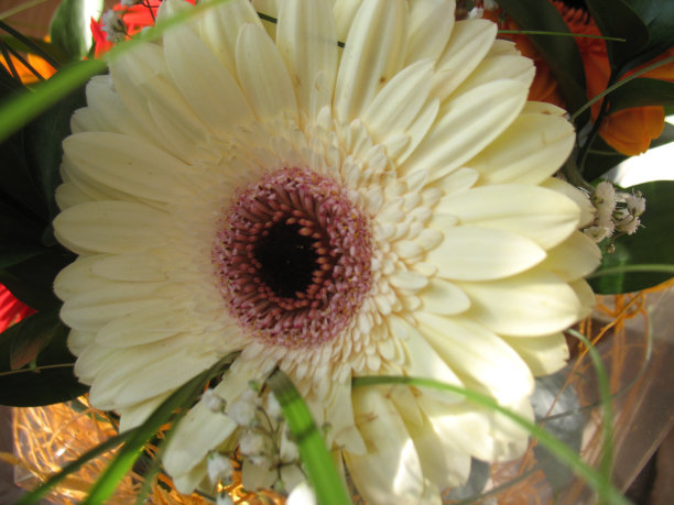 白色的花朵图片下载