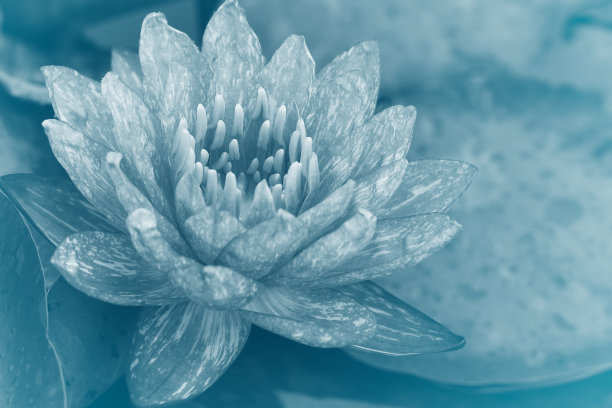 池塘里的睡莲图片下载