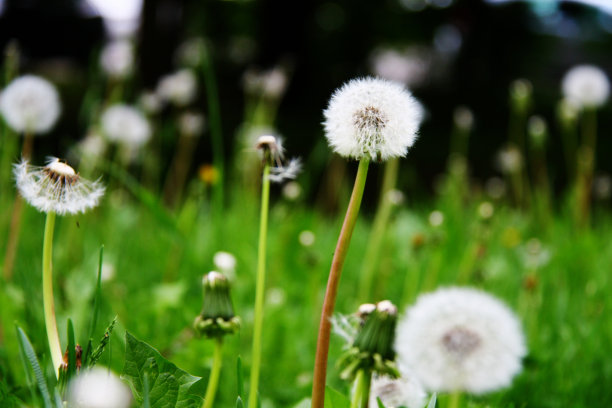 蒲公英的草地图片下载