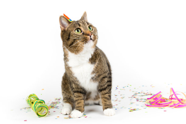 方的猫图片下载