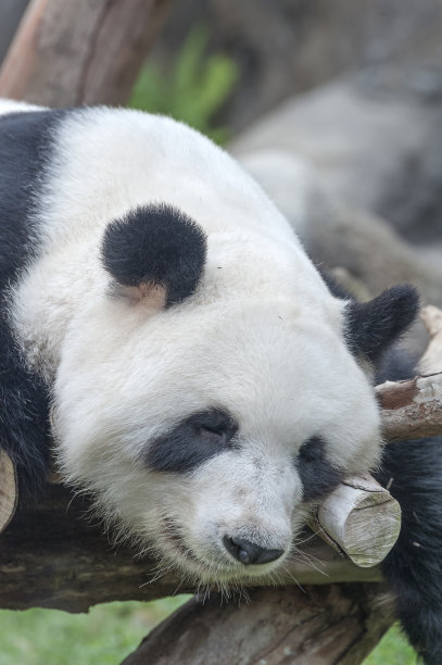 大熊猫的熊素材图片