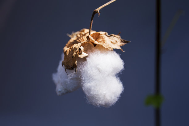 棉花了图片下载