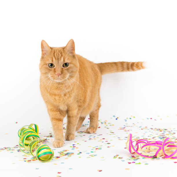 方的猫图片下载