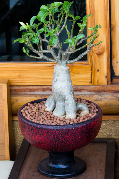 花瓶上的小树图片下载