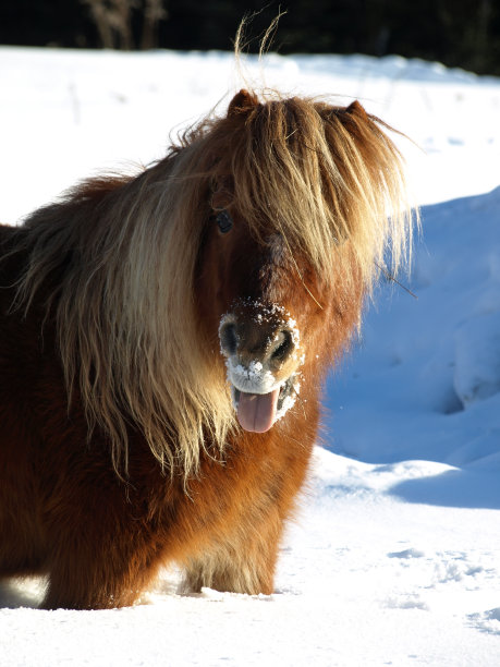 一天的朋友。图片下载