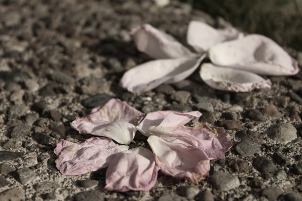 玫瑰花瓣图片下载