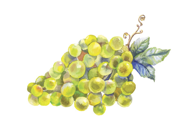 葡萄水彩图片下载